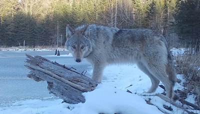 Timber Stare Down