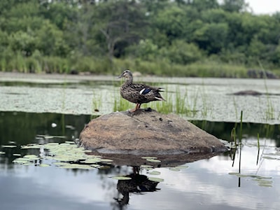 The duck that was looking for lunch. 