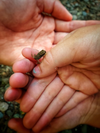 Teeny tiny toad!