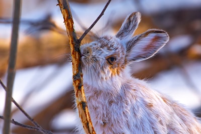 Snowshoe Hare