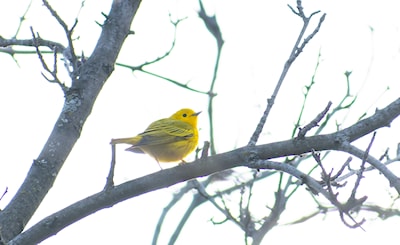 Greater yellow finch?