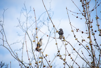 Male and female cat bird... I believe.