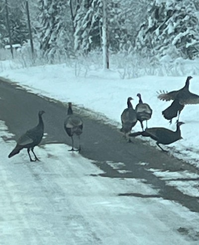 Wild Turkeys?