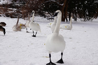 That's some winter waddle goin' on