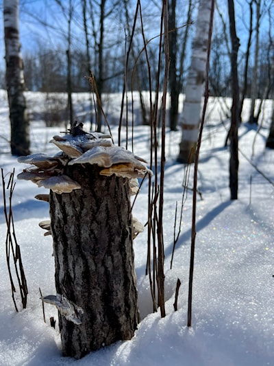 Laurier Woods Conservation Area, North Bay Ontario