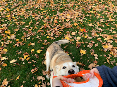 Lowkey not returning the frisbee 