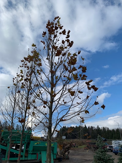 Not a great photo, but believe me it’s a nice tree!