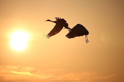 Sandhills in Sunset