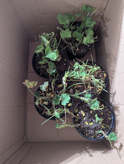 Geraniums, cut back to 1/3, left in dry soil, cool, dark space.