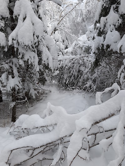 Downed trees