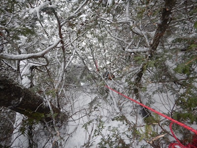           climbing thru trees                     