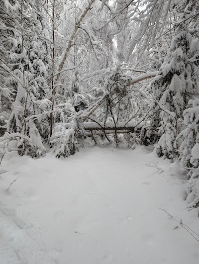 Tree across trail