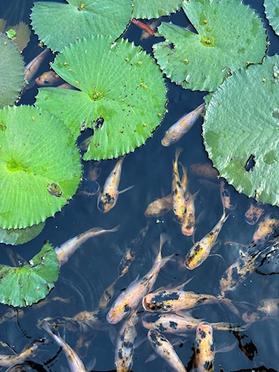 Martinique pond 