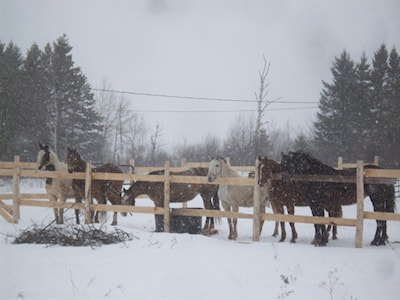 Lined up to meet their new herd mate!