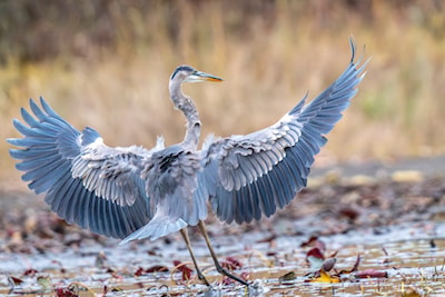 Great blue heron on St. Joe's Island. 