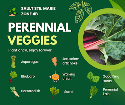 Sault perennial veggies