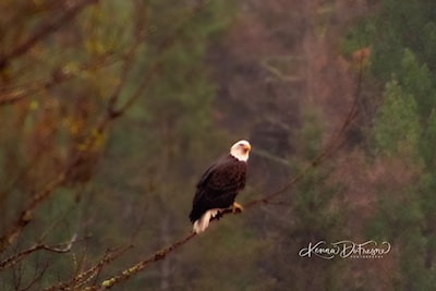 Eagle in the Rain 