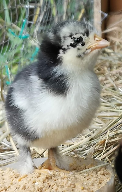 my little baby chick I raised. 