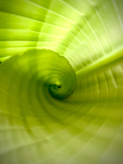 New leaf starting to unfurl on bird of paradise plant