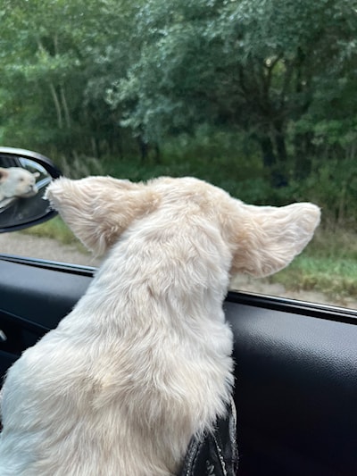 Copper enjoying a car ride in late August 2024 