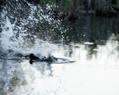 Beavertail splash