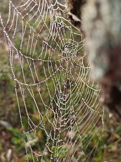 Early morning dew on spider web. My yard in the sault.